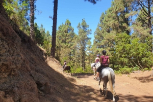 Corona Forrest trail ride 3,5 hours till 70 kg, adults only