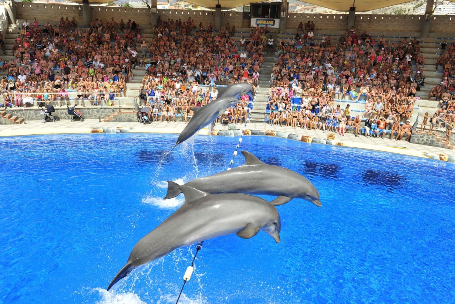 Costa Adeje: Aqualand Wasserpark Ticket mit Delphinshow