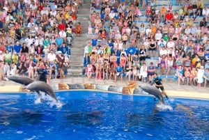Costa Adeje: Aqualand Wasserpark Ticket mit Delphinshow
