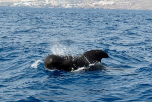 Коста-Адехе:, частный чартер, частная экскурсия