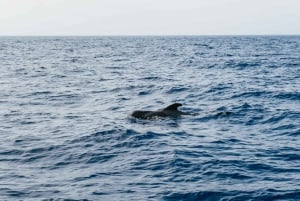 Costa Adeje: Search for Dolphins and Whales on an Eco-Cruise