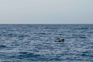 Costa Adeje: Search for Dolphins and Whales on an Eco-Cruise
