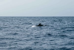 Costa Adeje: Busca Delfines y Ballenas en un Eco-Crucero