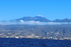 Costa Adeje Eksklusiv kat 3 timer. Tur Hvaler og delfiner