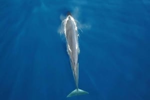 Costa Adeje Eksklusiv kat 3 timer. Tur Hvaler og delfiner