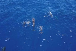 Costa Adeje: Masca and Los Gigantes Whale Watching Cruise