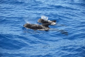 Costa Adeje: Prywatna wycieczka z obserwacją wielorybów i delfinów