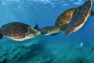 Costa Adeje: Snorkeling Private Lesson for Begginers