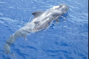 Costa Adeje: Whale and Dolphin Cruise with Food and Pickup
