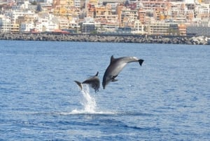 Costa Adeje: Whale and Dolphin Watching Tour by Yacht