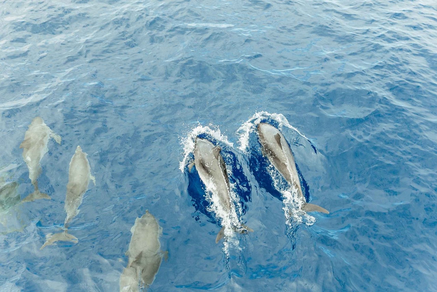 Costa Adeje: Hval og delfiner Submarine Vision Mini Cruise