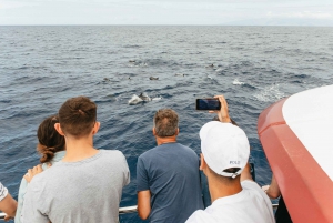 Costa Adeje: Whale & Dolphin Submarine Vision Mini Cruise