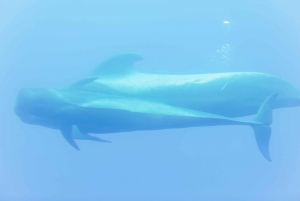 Costa Adeje: Whale & Dolphin Submarine Vision Mini Cruise