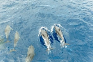 Costa Adeje: Mini-kryssning med valar och delfiner i en ubåt