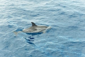Costa Adeje: Mini Crucero Visión Submarina de Ballenas y Delfines
