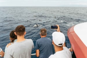 Costa Adeje: minirejs łodzią podwodną z wielorybami i delfinami