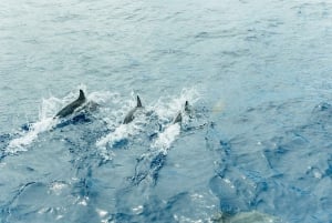 Costa Adeje: minirejs łodzią podwodną z wielorybami i delfinami