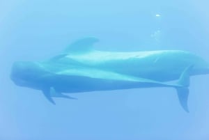 Costa Adeje: minicruzeiro com visão submarina de baleias e golfinhos
