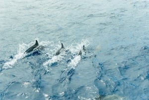 Costa Adeje: walvis- en dolfijntour met onderwaterzicht