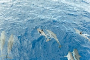 Costa Adeje: walvis- en dolfijntour met onderwaterzicht