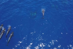 Costa Adeje: Hvalsejlads med snack og drikkevarer