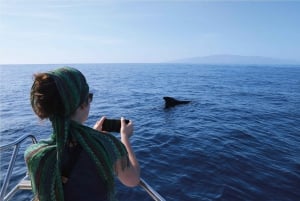 Costa Adeje: Whale Watching Eco Experience with Hydrophone.