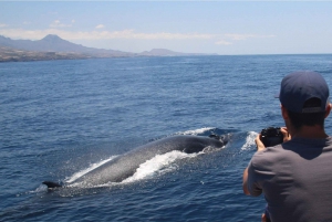 Costa Adeje: Whale Watching Eco Experience with Hydrophone.