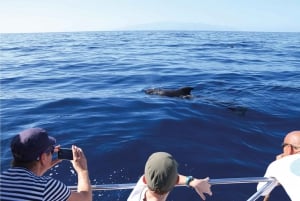 Costa Adeje: Whale Watching Eco Experience with Hydrophone.