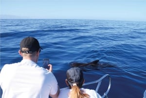 Costa Adeje: Whale Watching Eco Experience with Hydrophone.