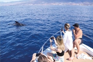 Costa Adeje: Whale Watching Eco Experience with Hydrophone.