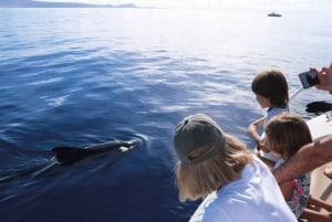 Costa Adeje: Whale Watching Eco Experience with Hydrophone.