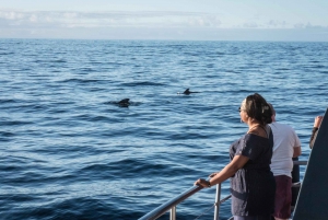 Costa Adeje: Whale Watching Tour with Food and Drinks