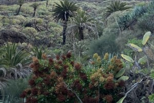 私たちの方法でマスカを発見してください