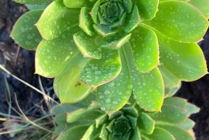 私たちの方法でマスカを発見してください