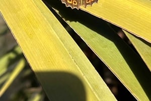 私たちの方法でマスカを発見してください