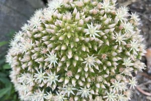 私たちの方法でマスカを発見してください