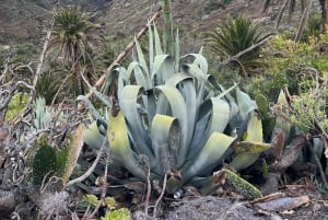 私たちの方法でマスカを発見してください