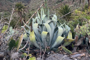 Scopri Masca a modo nostro