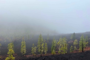 Upptäck Teide och vulkanen Arenas Negras på en intim tur från söder.