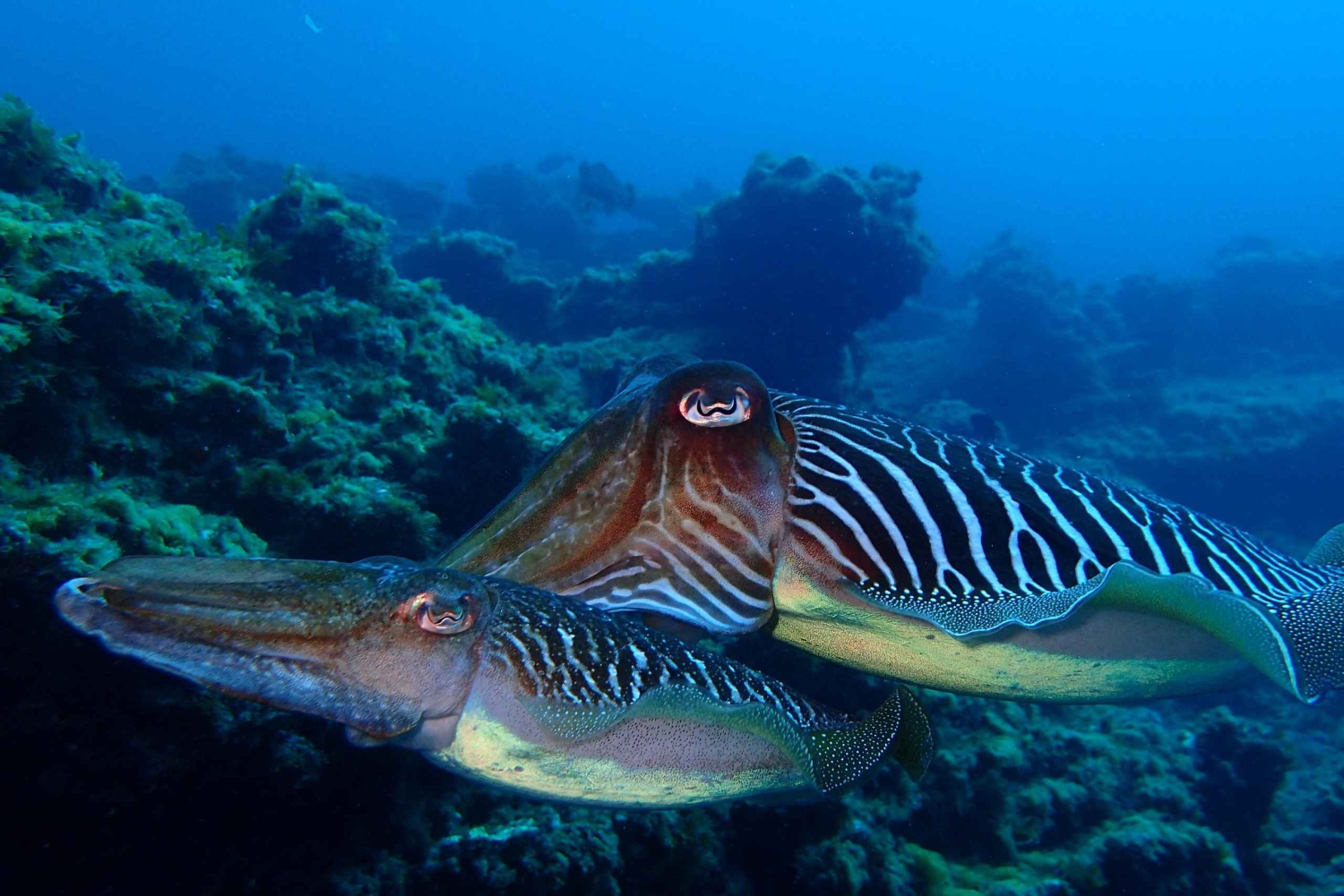 Opdag dykkeroplevelsen