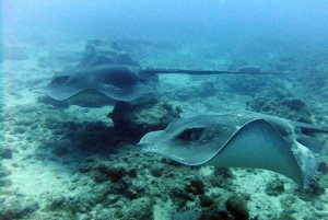 Opdag dykkeroplevelsen