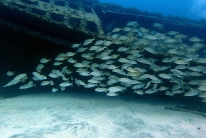 Opdag dykkeroplevelsen