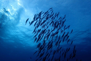 Opdag dykkeroplevelsen