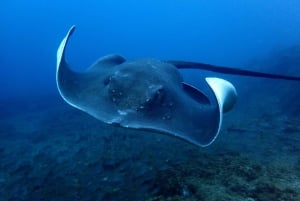 Opdag dykkeroplevelsen