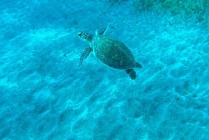 Diving course for beginners in turtle area Tenerife
