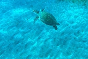 Duikcursus voor beginners in schildpaddengebied Tenerife