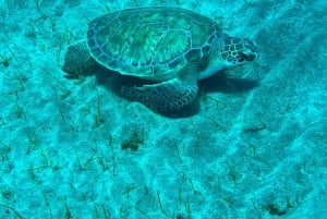 Duikcursus voor beginners in schildpaddengebied Tenerife