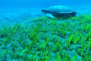 Duikcursus voor beginners in schildpaddengebied Tenerife
