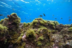 El Médano, Tenerife: Introduction to scuba diving for beginners