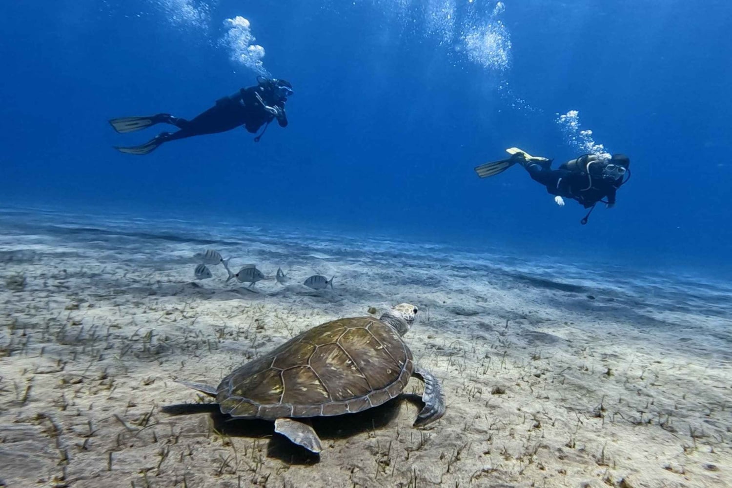 El Médano, Teneriffa: Einführung ins Tauchen für Anfänger